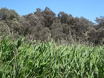 Califronia Road Wetlands_Malone