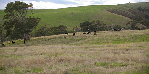 Cattle grazing, Anacotilla Springs_Malone