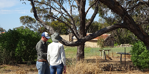 Examining remnant roadside vegetation near Lot 50_Malone
