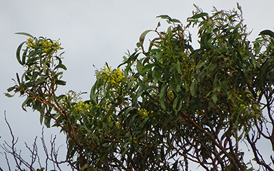 Golden Wattle Acacia pycnantha, Lot 50_Malone