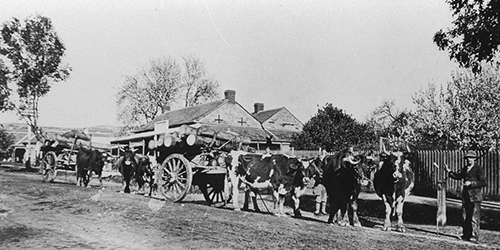 Hailstone's Bullock team in High Street, Willunga, 1916 SLSA B-55417-36