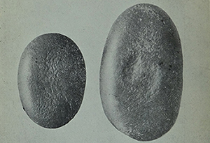 Hammer Stones, Pedler Creek _ Tindale 1926