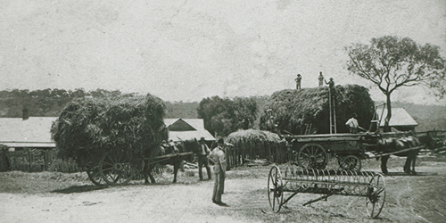 Haystacks, McLaren Vale c1900 (SLSA)