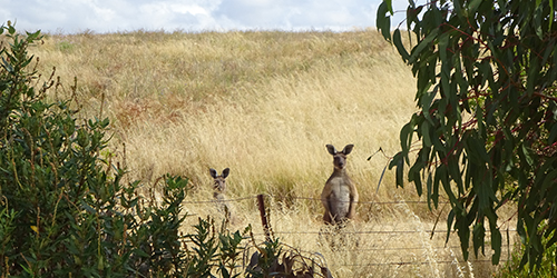 Kangaroos, Lot 50_Malone