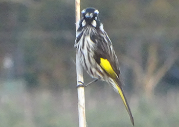 New Holland Honeyeater, Lot 50, July 16_Malone