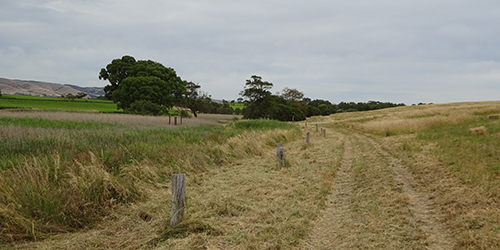 Old fence line, Lot 50_Malone