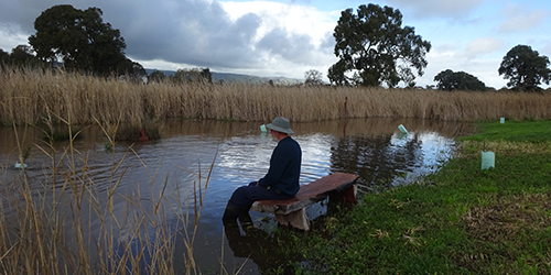 Swamp 3, L50-K, Aug 2016_Malone