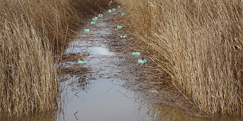 Swamp 4, L50-K, Aug 2016_Malone