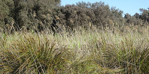 Swamp Species_Malone