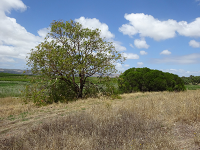 Trees 1, Lot 50_Malone