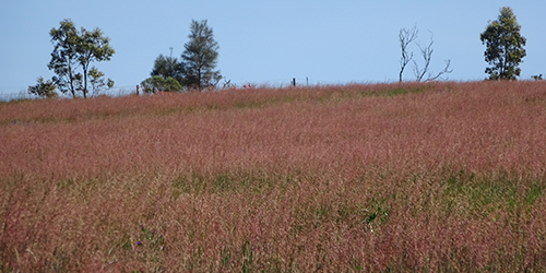Flowering Veld Grass_Malone