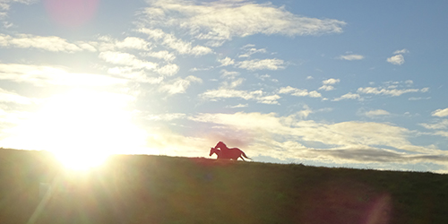 Into the Sunset_Malone