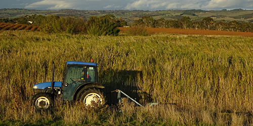 Towering Reeds_Malone