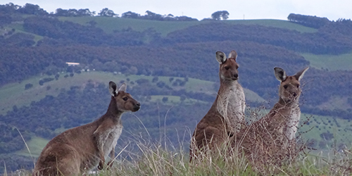 Winter Coats, Lot 50_Malone