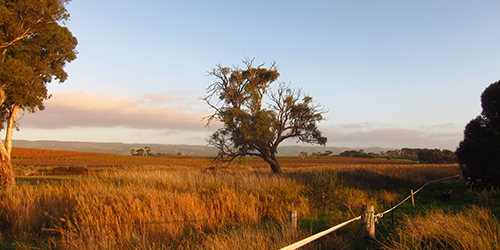 Winter dawn June 2015_Malone