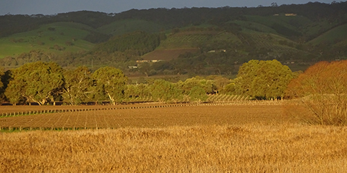 Winter quiet, reeds & vines, July 2015, Lot 50_Malone