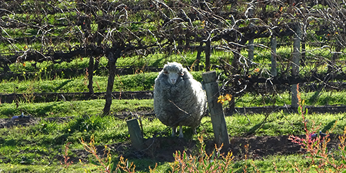 Wooly jumbuck vine-raider_Malone