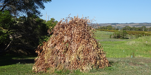 Wodli colour, Lot 50_Malone