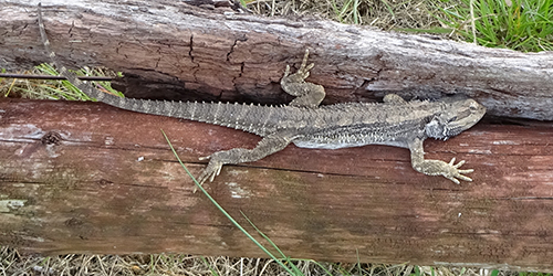 Bearded Dragon, Lot 50_Malone
