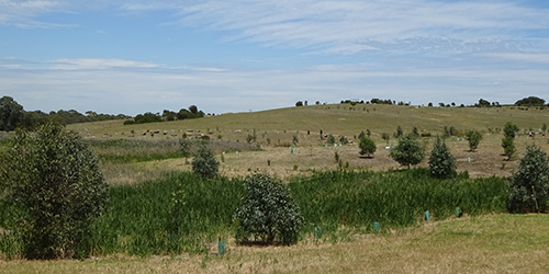 Redgums Growing, L50K_Malone