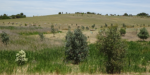 Revegetation, L50K_Malone