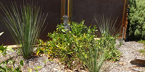 Yaccas & Native Lilac, L50K_Malone.jpg