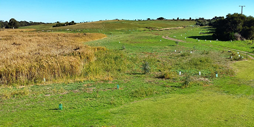 Revegetation, L50K, 03.06.2017