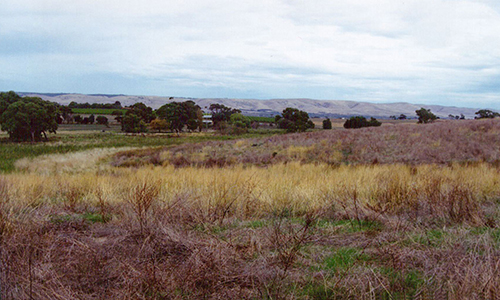 L50K, 1993 (1)_Malone