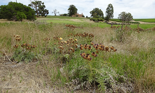L50K, 2015, January (2)_Malone